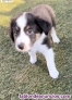 Cachorros border collie tricolor