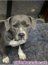 Se regala American Bully Hembra