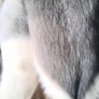 Fotos del anuncio: Abrigo de piel de zorro siberiano 