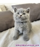 British shorthair macho
