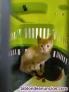 Fotos del anuncio: Regalo gatito