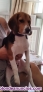 Cachorro de beagle hembra en adopcion