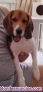 Fotos del anuncio: Cachorro de beagle hembra en adopcion