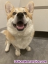 Adptame porfavor, soy un adorable welsh corgi pembroke de pedigr! 