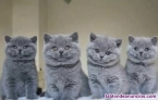 Gatos britshi