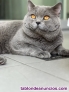 Monta gato British Shorthair 