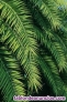 Busco hojas de palma