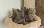 British shorthair con tres meses de vida