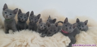 Preciosos gatitos de raza Azul Ruso
