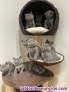 Exelente gatitos de raza british shorthair 