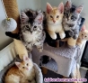 Disponible preciosa camada de maine coon