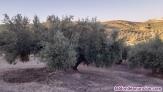 Fotos del anuncio: Venta de olivar 
