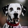Fotos del anuncio: Paseadora de perros