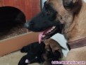 Se regala cachorro de pastor belga malinois