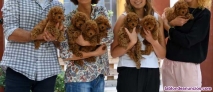 Cachorritos de raza caniche toy rojos