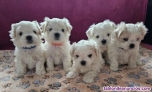 Cachorritos bichon maltes toy pura raza