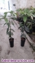 Fotos del anuncio: Plantas aguacate mango y tropicales