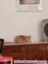 Fotos del anuncio: Regalo gato angora naranja y gata blanca