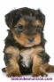 Fotos del anuncio: Comercial para criadero canino