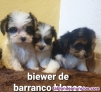 Cachorros de yorkshire biewer de calidad