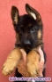 Fotos del anuncio: Cachorros pastor alemn valencia simage puppy ncleo zoologico simage