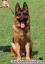 Fotos del anuncio: Cachorros pastor alemn valencia simage puppy ncleo zoologico simage
