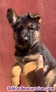 Fotos del anuncio: Cachorros pastor alemn valencia simage puppy ncleo zoologico simage