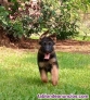 Fotos del anuncio: Cachorros pastor alemn valencia simage puppy ncleo zoologico simage