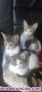 Fotos del anuncio: Se regalan gatitos