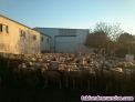 Se venden 800 ovejas manchegas y 19 cabras
