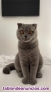 Se ofrece gato Scottish Fold para monta