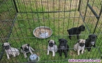 Estupendos cachorros de raza pug carlino