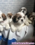 Cachorritos de raza shih tzu pura raza