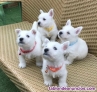 Exelente cachorros de raza westy