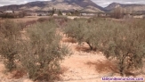 Terreno 11,000 m2 de oliveras en produccin con casa