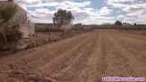 Fotos del anuncio: Terreno 11,000 m2 de oliveras en produccin con casa