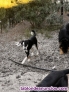 Perro macho 10 meses cruce border collie