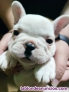 Bulldog frances