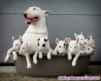 Fotos del anuncio: Adopt cachorro de Bull Terrier
