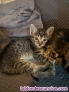 Fotos del anuncio: Gatitos buscan hogar 