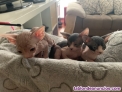 Venta de gatitos sphynx