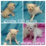 Fotos del anuncio: Gatitos gatos cruce persa