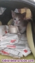 Fotos del anuncio: Gatito en adopcion