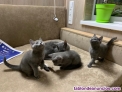 Gatitos de raza Azul Ruso machos y hembras
