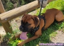 Fotos del anuncio: Monta perro Macho bxer 