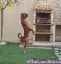 Fotos del anuncio: Monta perro Macho bxer 