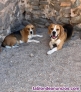 Fotos del anuncio: Camada beagle 