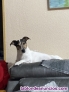 Fotos del anuncio: Monta perro jack russell