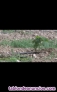 Fotos del anuncio: Arbol con el crecimiento mas rapido del mundo para maderable