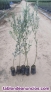 Fotos del anuncio: Plantones de Olivos Arberquina,Arborsana,Picual,Hojiblanca,Cornicabra